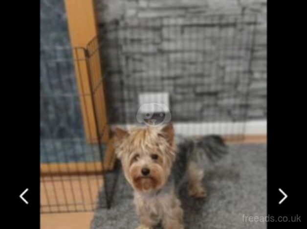Yorkshire terrier puppies for sale in Rotherham, South Yorkshire