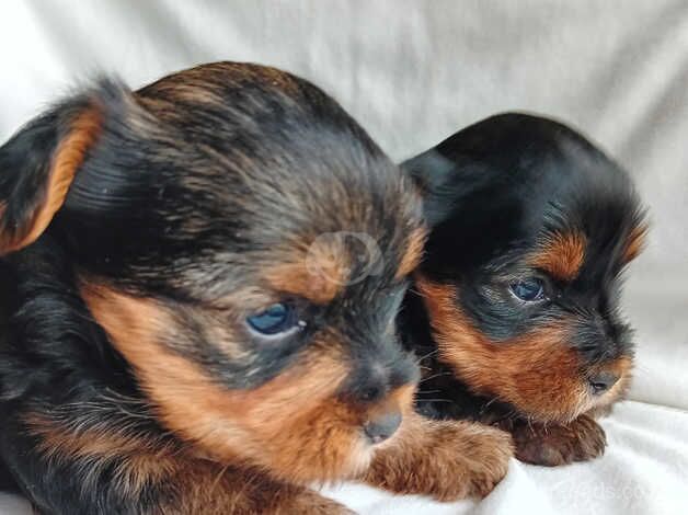 Yorkshire Terrier Puppies for sale in Southampton, Hampshire