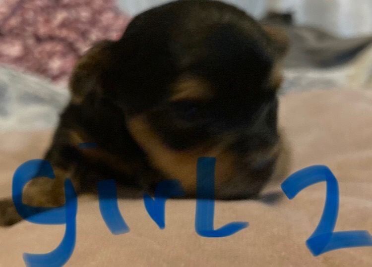 Yorkshire Terrier Puppies For Sale Under £1,000