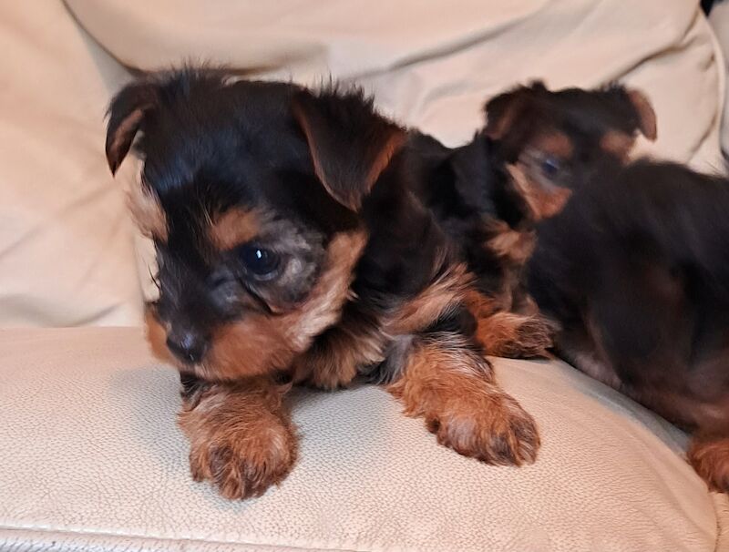 Yorkshire Terrier Puppies Ready 26th April for sale in Leeds, West Yorkshire - Image 1