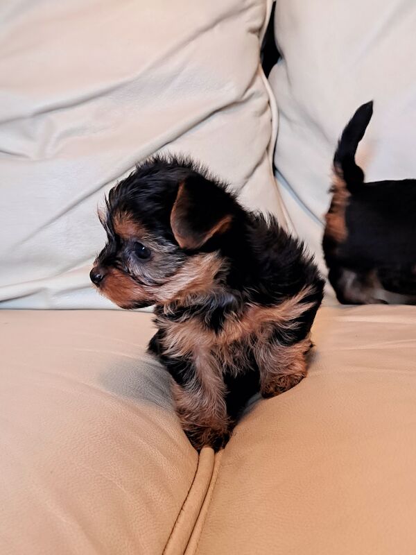 Yorkshire Terrier Puppies Ready 26th April for sale in Leeds, West Yorkshire - Image 2