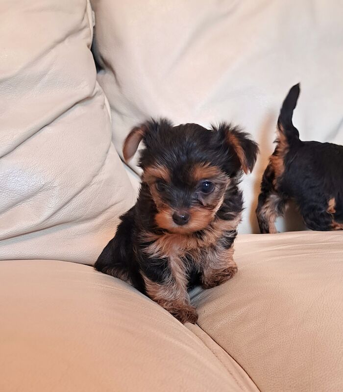 Yorkshire Terrier Puppies Ready 26th April for sale in Leeds, West Yorkshire | Image 3