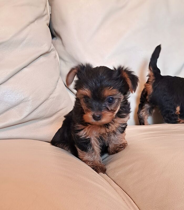 Yorkshire Terrier Puppies Ready 26th April for sale in Leeds, West Yorkshire - Image 3