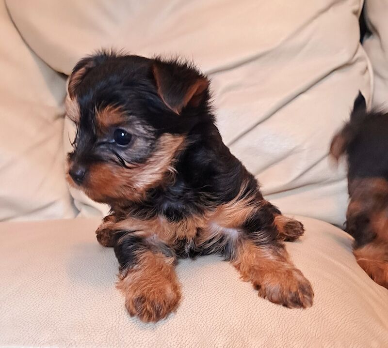 Yorkshire Terrier Puppies Ready 26th April for sale in Leeds, West Yorkshire - Image 4