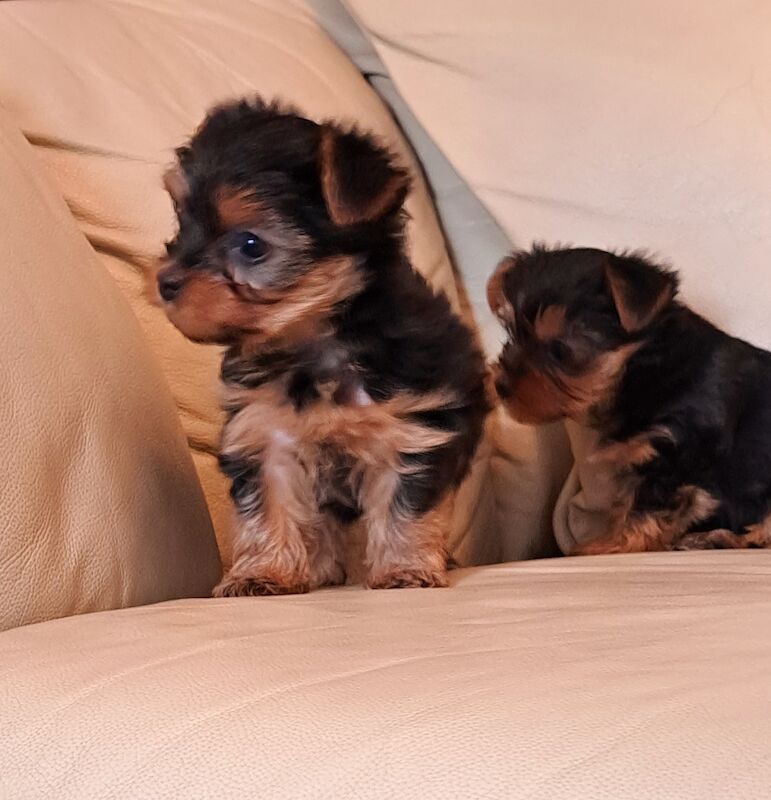 Yorkshire Terrier Puppies Ready 26th April for sale in Leeds, West Yorkshire - Image 5