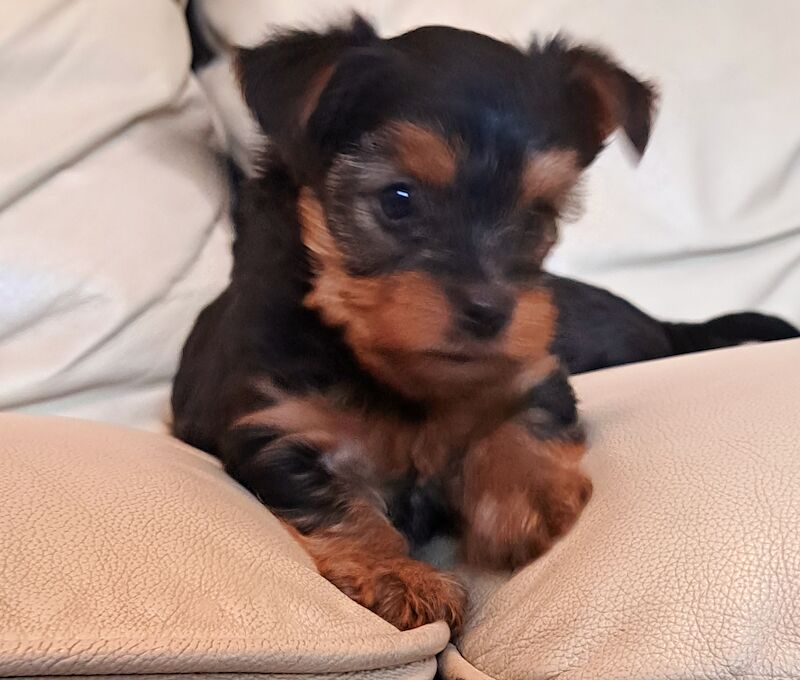 Yorkshire Terrier Puppies Ready 26th April for sale in Leeds, West Yorkshire - Image 6