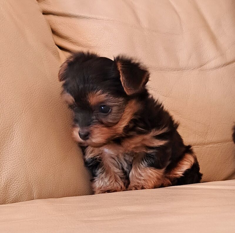 Yorkshire Terrier Puppies Ready 26th April for sale in Leeds, West Yorkshire - Image 7