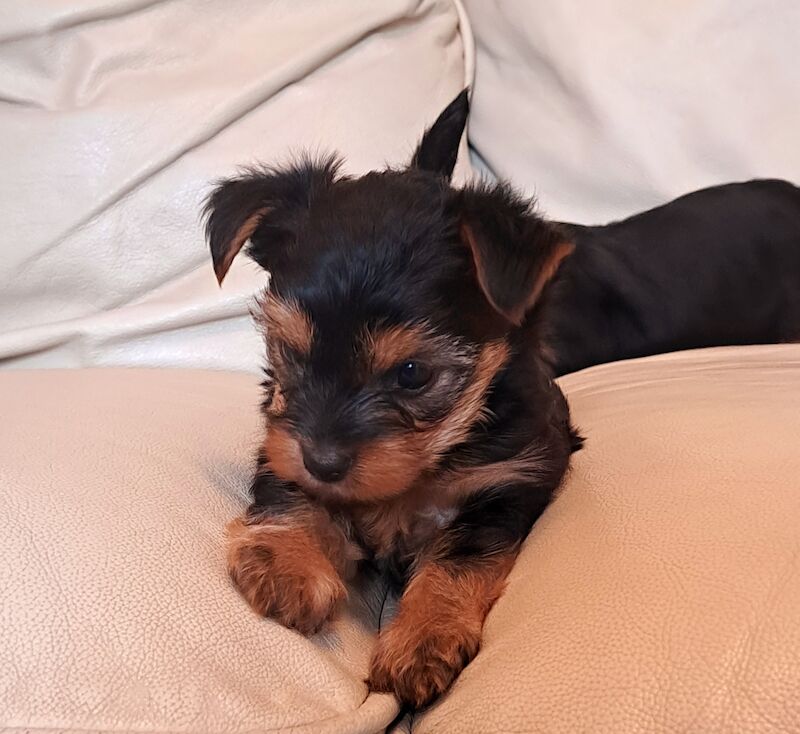 Yorkshire Terrier Puppies Ready 26th April for sale in Leeds, West Yorkshire - Image 8
