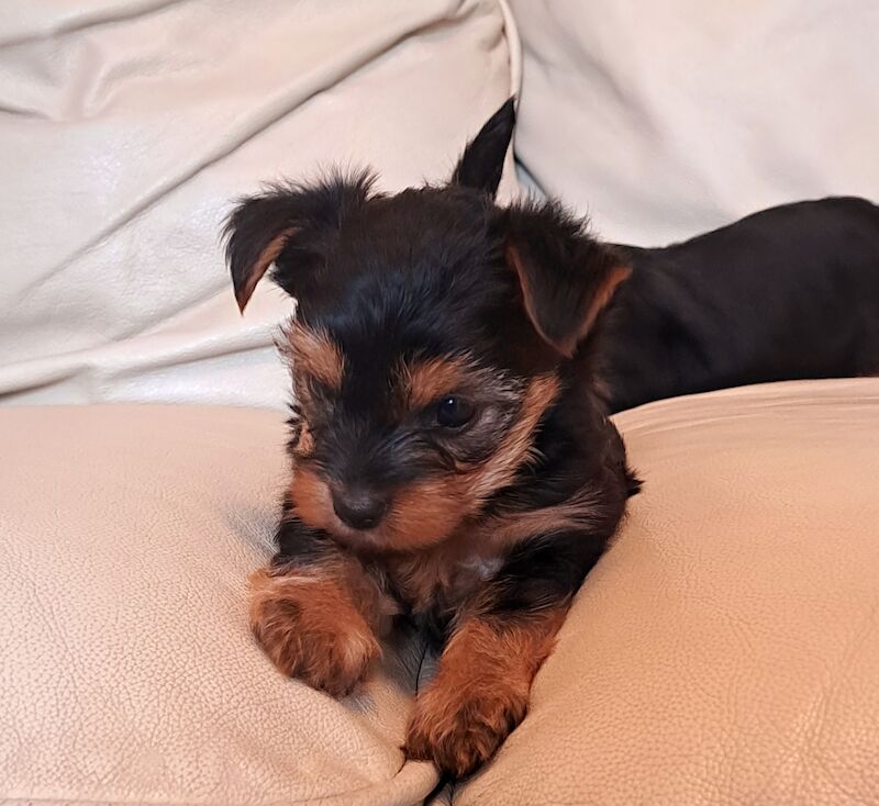 Yorkshire Terrier puppies for sale in Leeds, West Yorkshire – 1 year old - Image 8 of 10