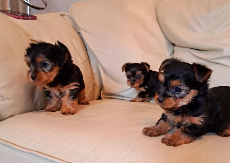 Yorkshire Terrier Puppies Ready 26th April for sale in Leeds, West Yorkshire - Image 9