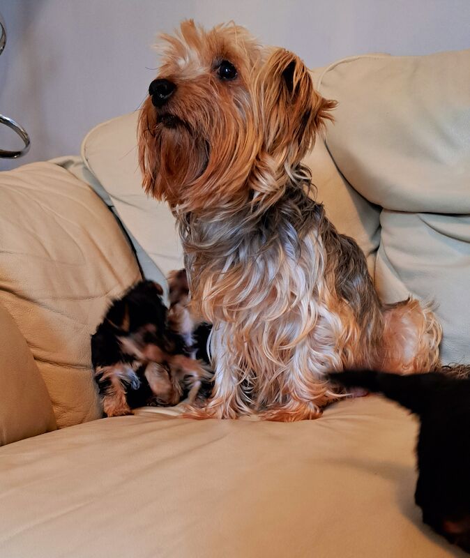 Yorkshire Terrier Puppies Ready 26th April for sale in Leeds, West Yorkshire - Image 10