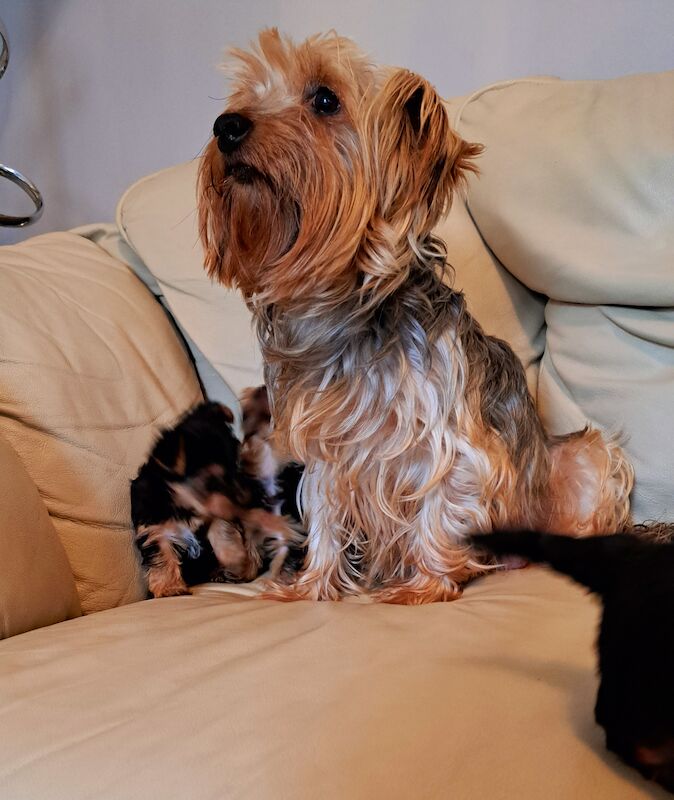 Yorkshire Terrier puppies for sale in Leeds, West Yorkshire – 1 year old - Image 10 of 10