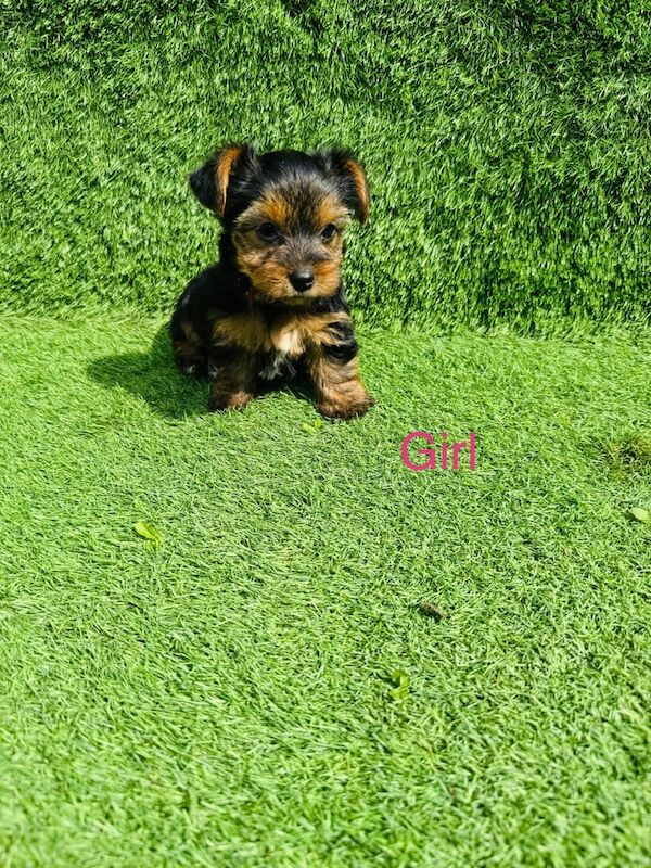 Yorkshire Terrier puppies for sale in Skelmersdale, Lancashire – 8 weeks old