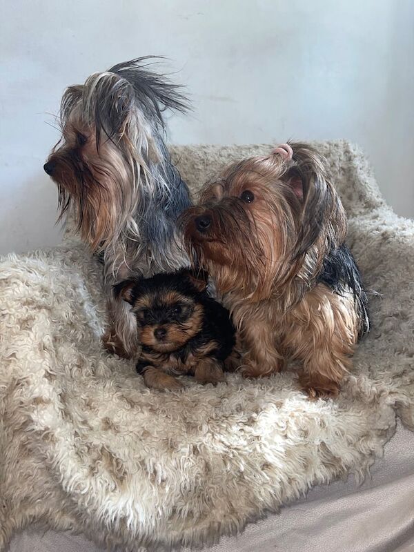 Yorkshire Terrier puppies for sale in Kingsbury, Greater London – KC registered, 10 months old - Image 1 of 3