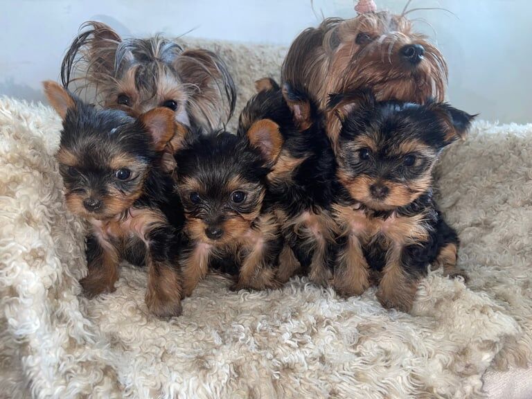 Yorkshire Terrier puppies for sale in Kingsbury, Greater London – KC registered, 10 months old - Image 2 of 3