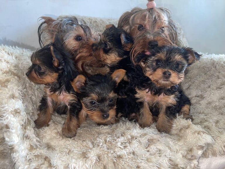 Yorkshire Terrier puppies for sale in Kingsbury, Greater London – KC registered, 10 months old - Image 3 of 3