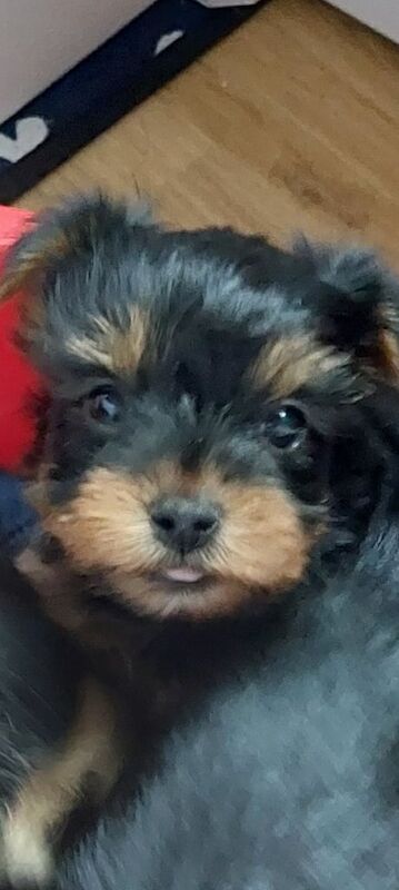 Yorkshire Terrier puppies for sale in Poole, Dorset โ 6 weeks old