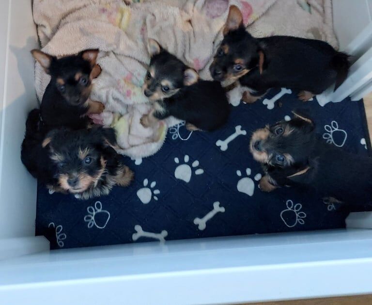 Yorkshire Terrier puppies for sale in Poole, Dorset – 6 weeks old - Image 2 of 6