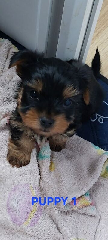 Yorkshire Terrier puppies for sale in Poole, Dorset – 6 weeks old - Image 3 of 6