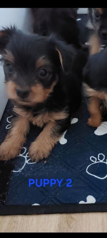 Yorkshire Terrier puppies for sale in Poole, Dorset – 6 weeks old - Image 4 of 6
