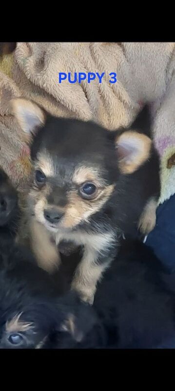 Yorkshire Terrier puppies for sale in Poole, Dorset – 6 weeks old - Image 5 of 6