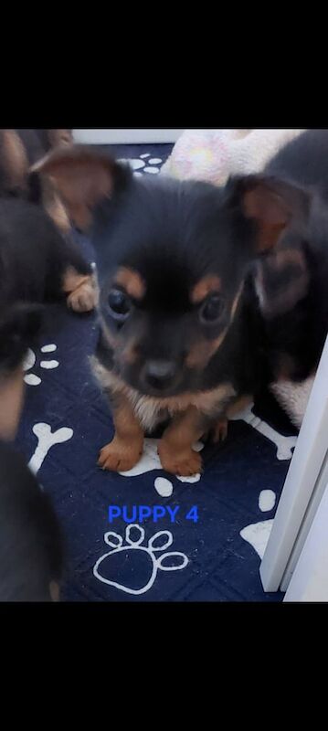 Yorkshire Terrier puppies for sale in Poole, Dorset – 6 weeks old - Image 6 of 6