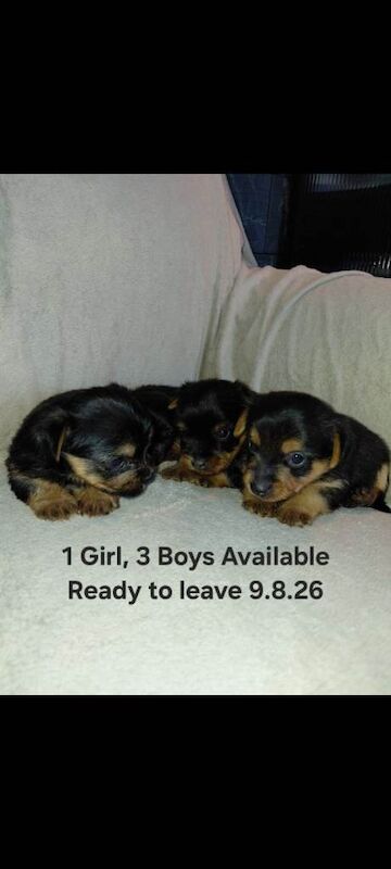 Yorkshire terrier puppies with individual vet health certificate