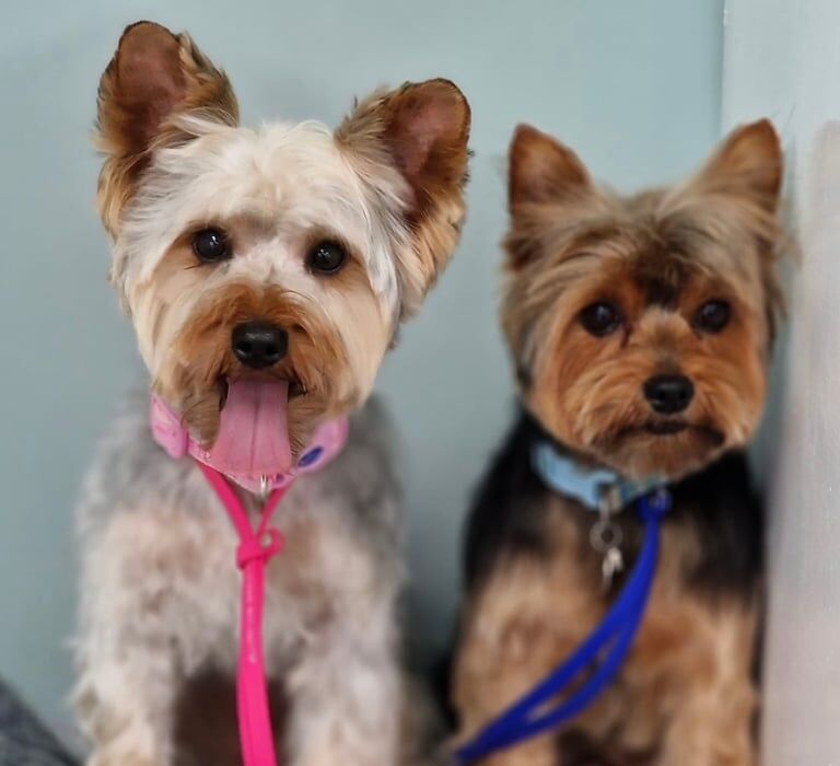 Yorkshire terrier puppies yorkies for sale in Moneymore, County Londonderry