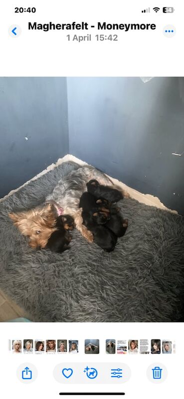 Yorkshire Terrier puppies for sale in Moneymore, County Londonderry – 10 months old - Image 2 of 3