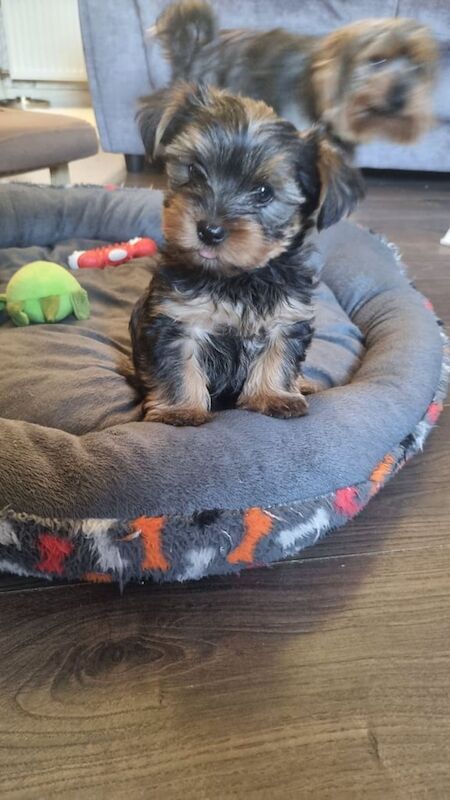 Yorkshire terrier puppy for sale in Kilmarnock, Ayrshire and Arran