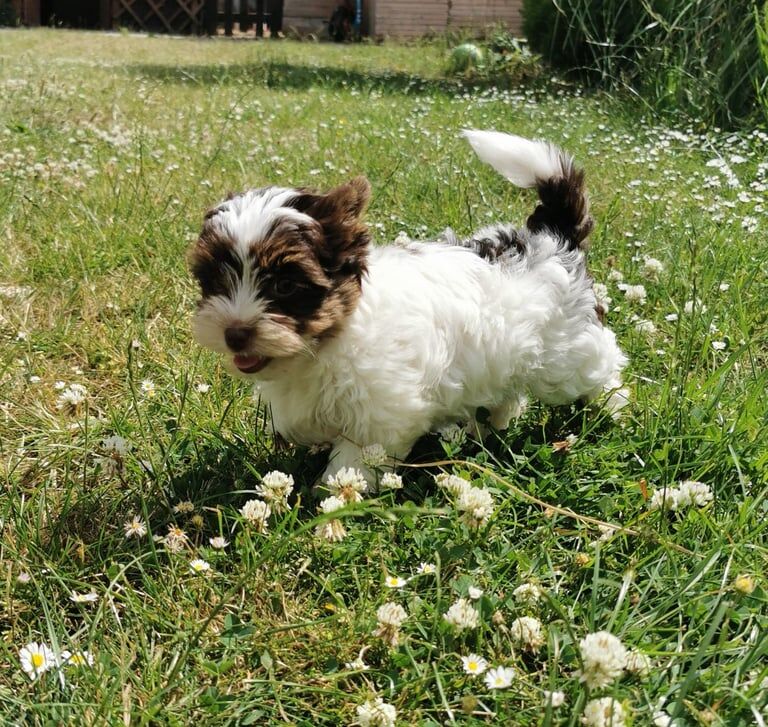Yorkshire terrier puppy for sale in Boston, Lincolnshire
