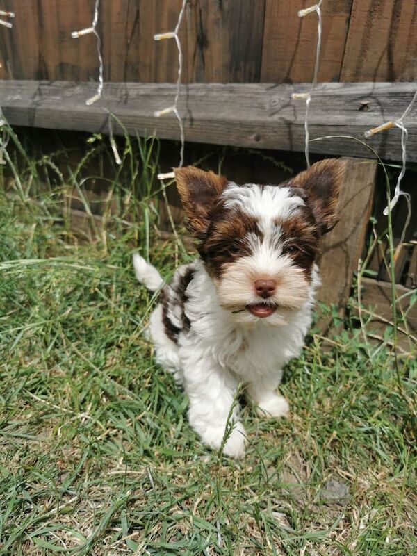 Yorkshire terrier puppy for sale in Boston, Lincolnshire - Image 2