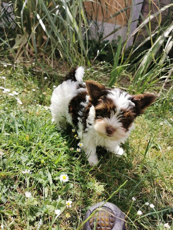 Yorkshire terrier puppy for sale in Boston, Lincolnshire - Image 3