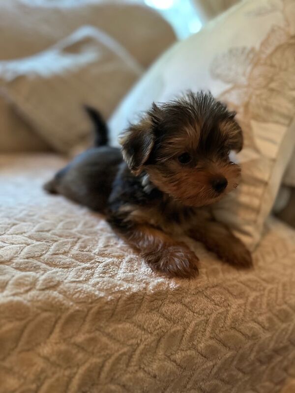 Yorkshire Terrier puppies for sale in Mitcham, Greater London – 8 weeks old