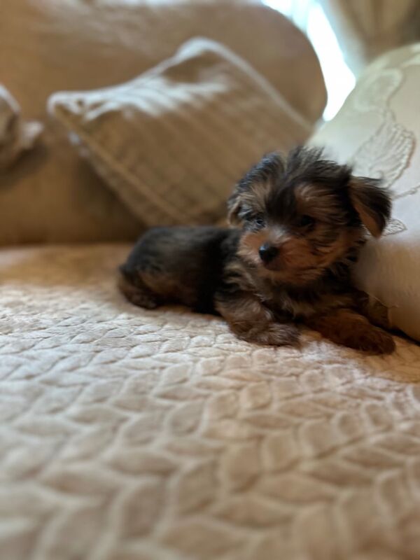 Yorkshire Terrier puppies for sale in Mitcham, Greater London – 8 weeks old - Image 2 of 3