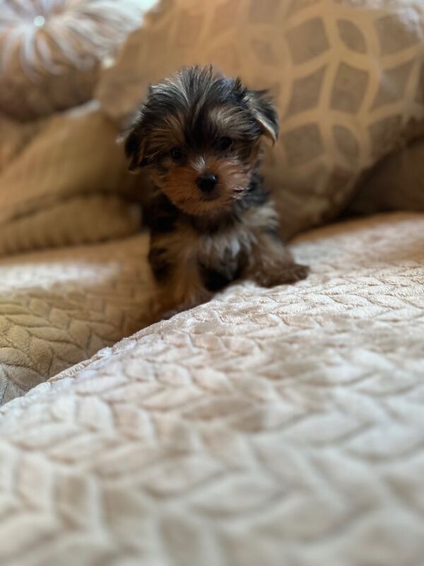 Yorkshire Terrier puppies for sale in Mitcham, Greater London – 8 weeks old - Image 3 of 3