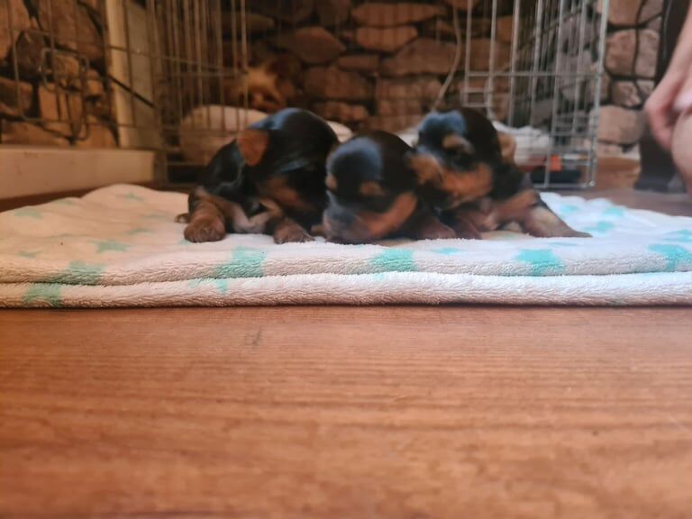 Yorkshire Terrier puppies for sale in Knottingley, West Yorkshire – 2 weeks old