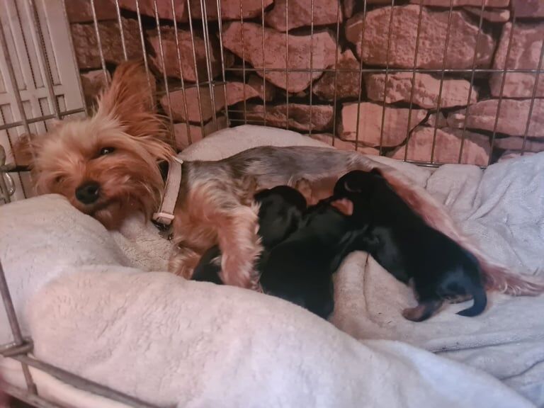 Yorkshire Terrier puppies for sale in Knottingley, West Yorkshire – 2 weeks old - Image 2 of 3