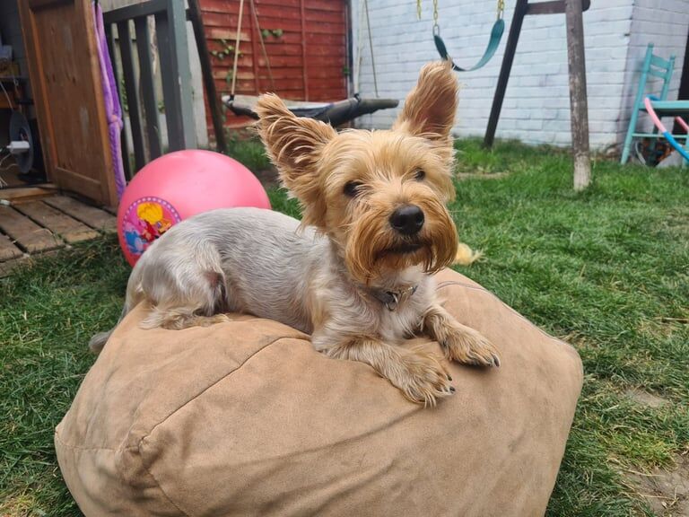 Yorkshire Terrier puppies for sale in Knottingley, West Yorkshire – 2 weeks old - Image 3 of 3