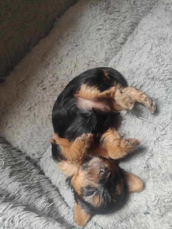 Yorkshire Terrier puppies for sale in Knottingley, West Yorkshire – 4 weeks old