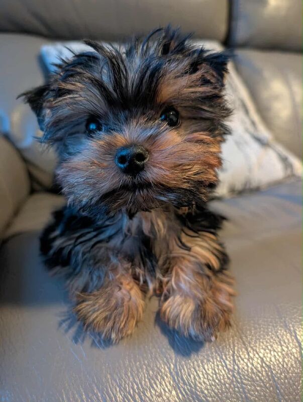 Yorkshire Terrier puppies for sale in Dundee, City of Dundee – KC registered, 3 months old