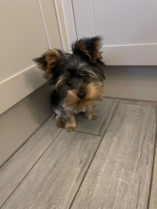 Yorkshire Terrier puppies for sale in Roundhay, West Yorkshire – 5 months old