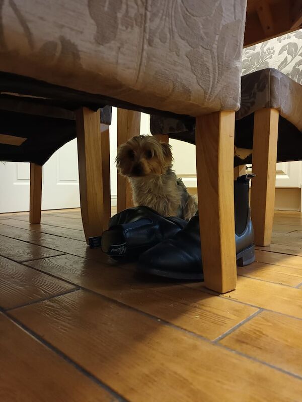 Yorkshire Terrier puppies for sale in Dungannon, County Tyrone – 2 weeks old