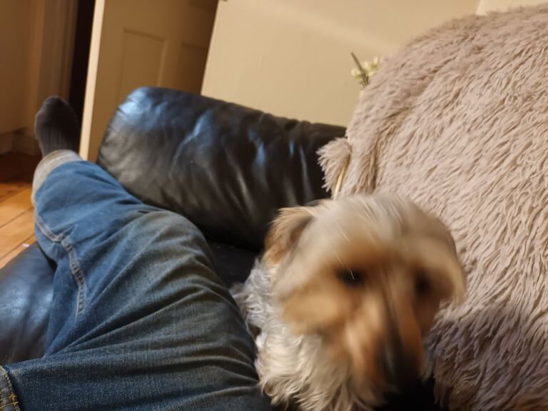 Yorkshire Terrier puppies for sale in Dungannon, County Tyrone – 2 weeks old - Image 3 of 4