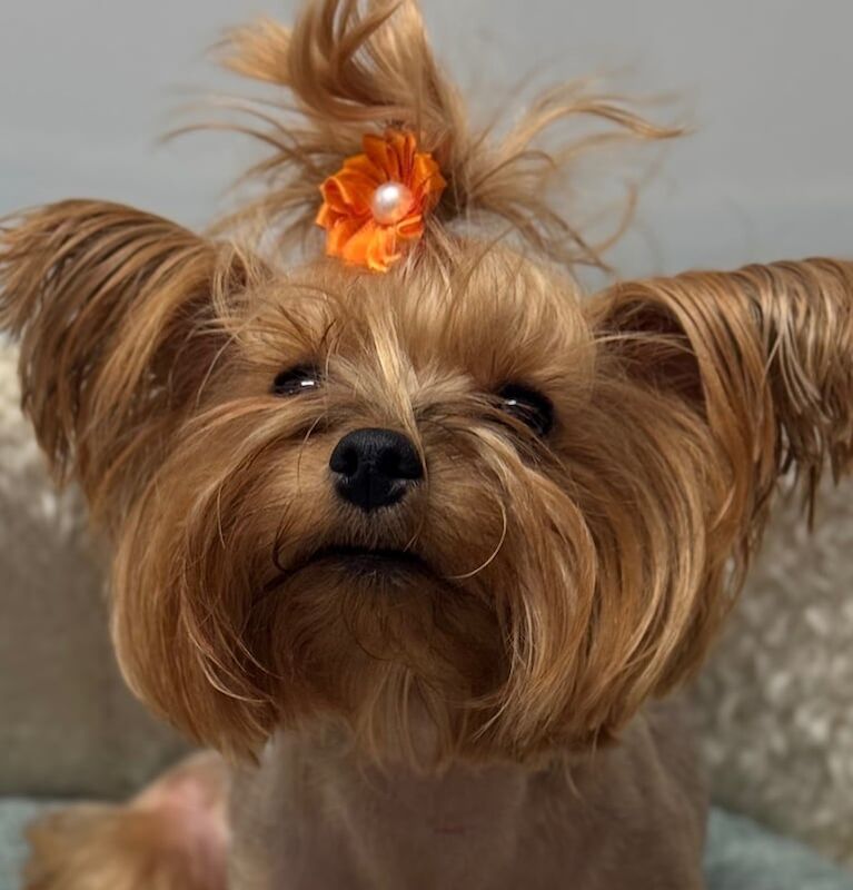 Yorkshire Terrier puppies for sale in Aboyne, Aberdeenshire – 5 weeks old