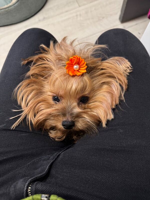 Yorkshire Terrier puppies for sale in Aboyne, Aberdeenshire – 5 weeks old - Image 2 of 5