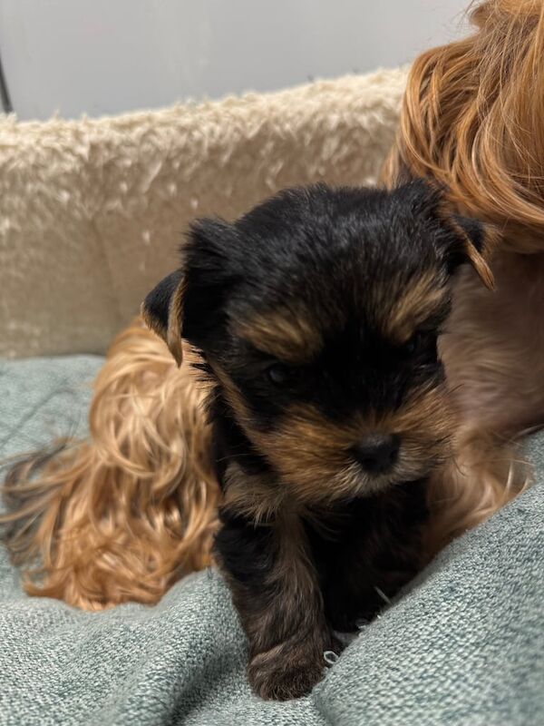 Yorkshire Terrier puppies for sale in Aboyne, Aberdeenshire – 5 weeks old - Image 3 of 5