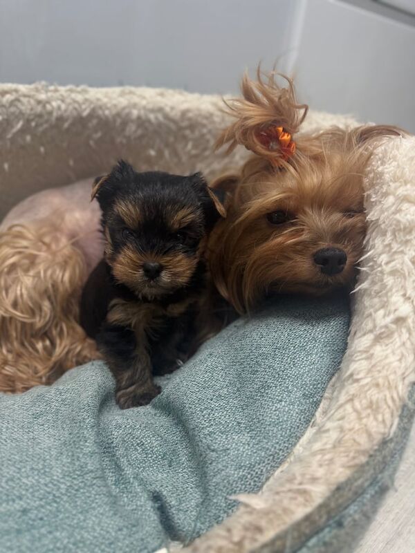 Yorkshire Terrier puppies for sale in Aboyne, Aberdeenshire – 5 weeks old - Image 4 of 5