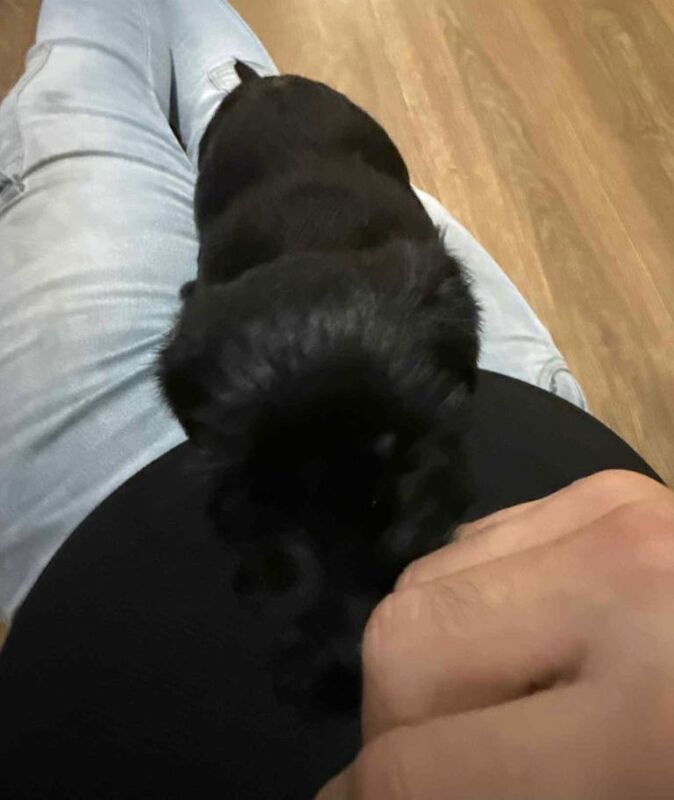 Yorkshire Terrier puppies for sale in Maidstone, Kent – 3 months old - Image 2 of 2