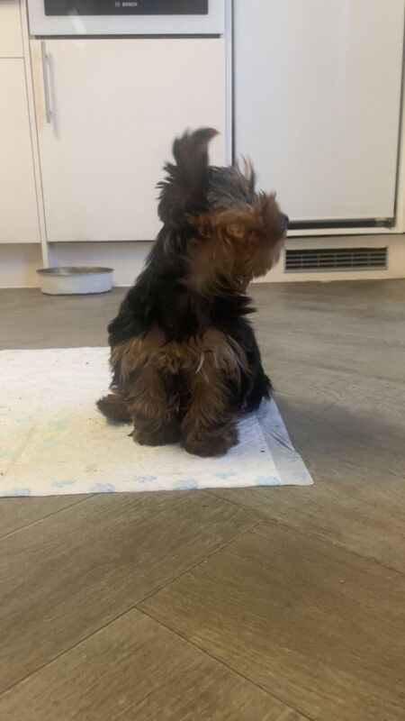 Yorkshire Terrier puppies for sale in Welwyn Garden City, Hertfordshire – 3 months old - Image 2 of 5